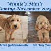 Mini Goldendoodle puppies 3 females available