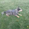 Heeler to good home 
