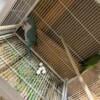 Quaker parakeet or monk parakeet pair 4 years old