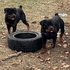 NAPR Registered German Rottweiler pups