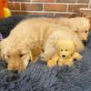 Golden Retriever Male and female
