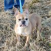 AKC Adult French Bulldog, Male, Sell or Trade, Delivery Available