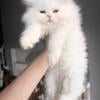 Purebred Persian kittens