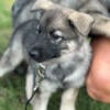 Norwegian elkhound puppies for sale