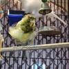 Frill Canaries 