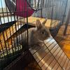 Netherland Dwarf Bunny