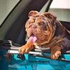 Chocolate merle STUD ONLY english bulldog
