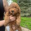 Mini Goldendoodle located in Holland