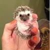 Pedigreed Baby hedgehogs!