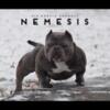 Nemisis pups going for a nice price located in Indianapolis In
