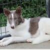 Male isabella piebald wolfdog