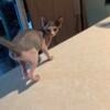 Cute, friendly male sphynx kitten