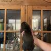 Basset Hound puppies 