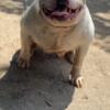 Female pocket bully for sale with Abkc papers 