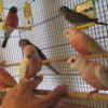 Bourke's Parakeets. Quiet, Lovely, Sweet-Natured Birds in Rare Colors