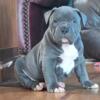 XL American Bully Puppies