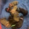 Cane Corso Pups Available