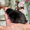 Ayam Cemani chicks