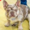 Frenchie bulldog for sale