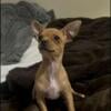 Chihuahua Pup needs home