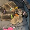 Frenchie Babies For Sale in Michigan!!
