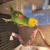 Double yellow head amazon 