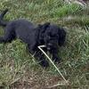 Teddy bear dog