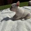 AKC French Bulldog Puppies