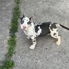 Fire Merle female 4 months