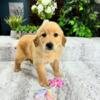 AKC Golden Retriever Puppies for Sale - $800