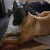 German Sheppard/ Belgian Malanois up for Free Adoption