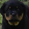 Akc registered Rottweilers