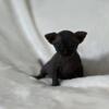 Gorgeous Black male Sphynx