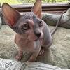 (Sold)Sphynx Kitten - Blue/White Male