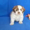 Baby shih tzu puppies