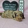 AKC Registered Miniature Dachshund puppies