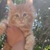Giant Maine Coon Red Tabby male