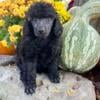 AKC Reg Poodle Puppies Males