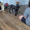 Great Danes available  Leasburg, NC
