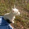 West Highland White Terrier puppy