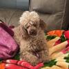 Miniature poodle female