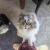 AKC Pomeranian stud- merle parti