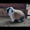 Proven Pedigreed Holland Lop Buck