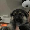 beautiful panda German shepherd pups
