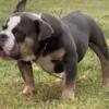 Male bullys puppies 7 mos