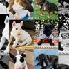 4 Puppy Bull Terrier