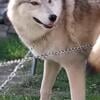 HIGH CONTENT Wolfdog