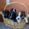 AKC Boxer Puppies for sale