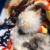 Handsome Male Seal Point Himalayan Kitten 