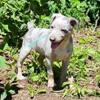 Purebred Rat Terriers